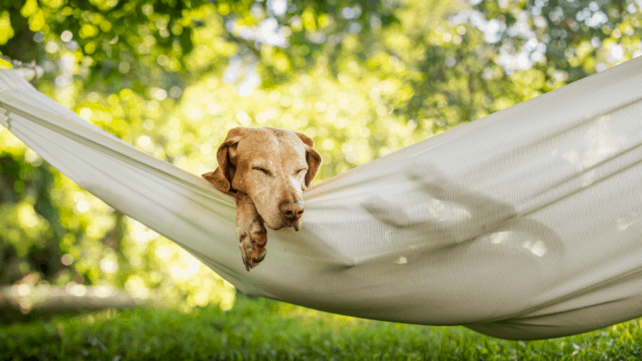 The ultimate guide to creating the perfect dog hammock setup