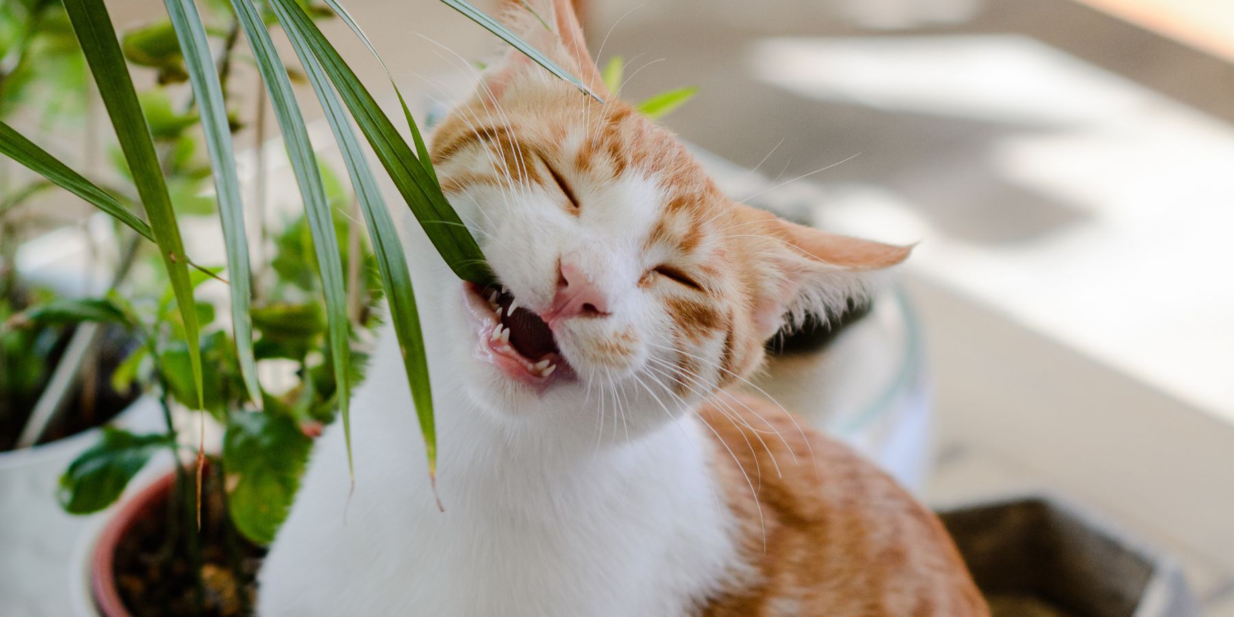 What Happens If My Cat Eats a Toxic Plant?